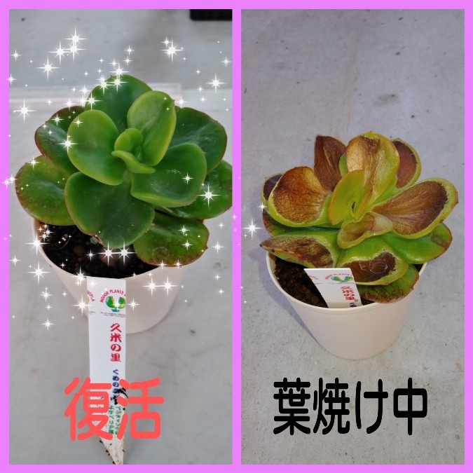 🌱多肉倶楽部🌵🤗　復活👍久米の里