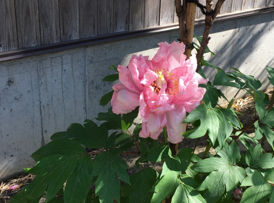 北方文化博物館の花