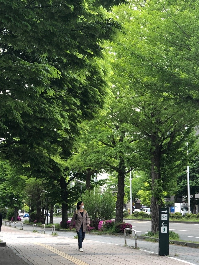 🌳新緑🌳