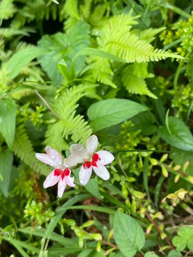 お庭の花たち