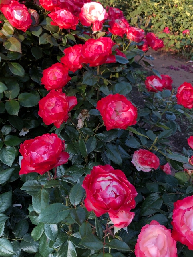 薔薇の園