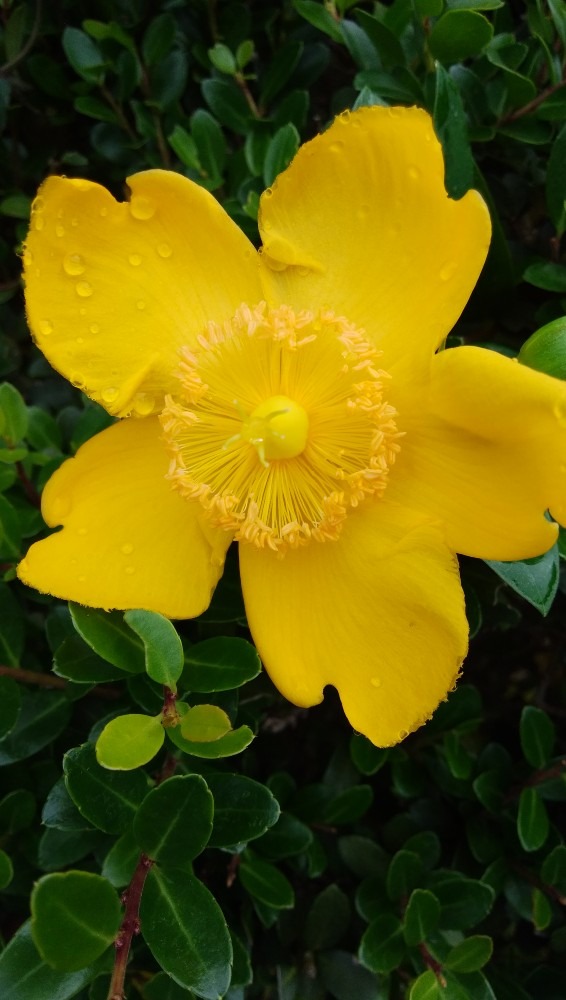 鮮やかな、お花です！