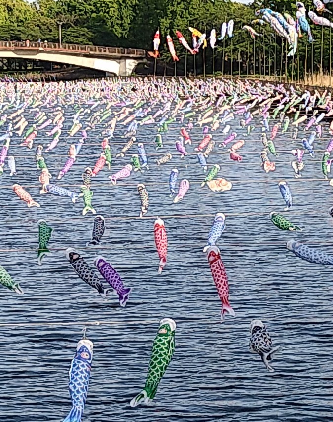 鯉のぼり