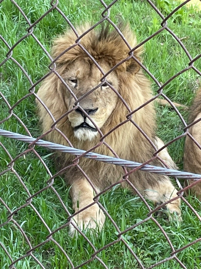 百獣の王ライオン