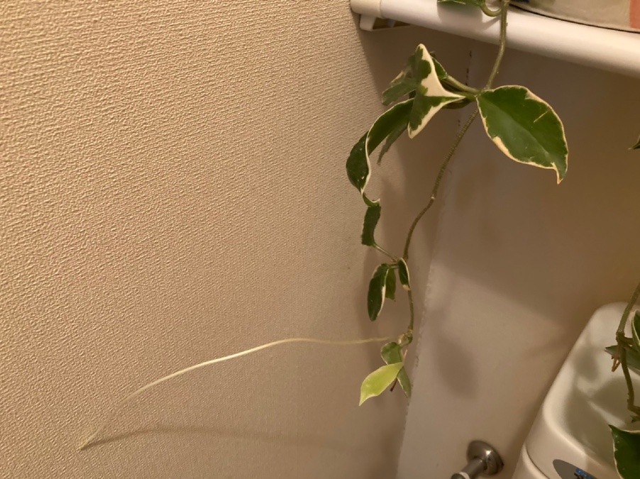 新芽🌱ニョキニョキ