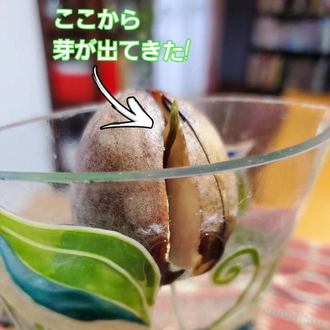 育ってます🌱