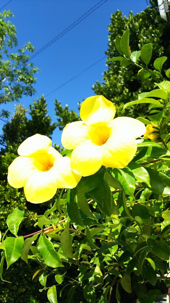 黄色いハイビスカスの花言葉は