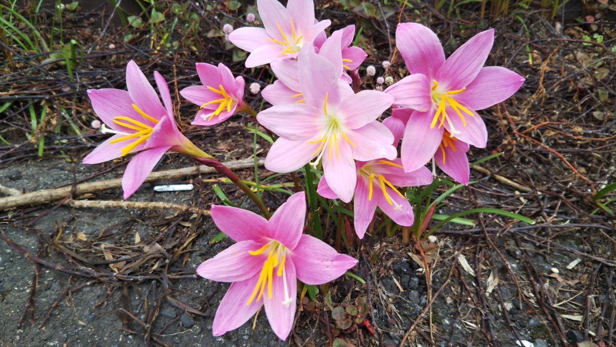 セメントから飛び出した花