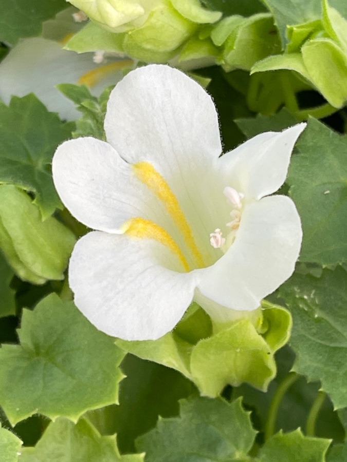 花倶楽部