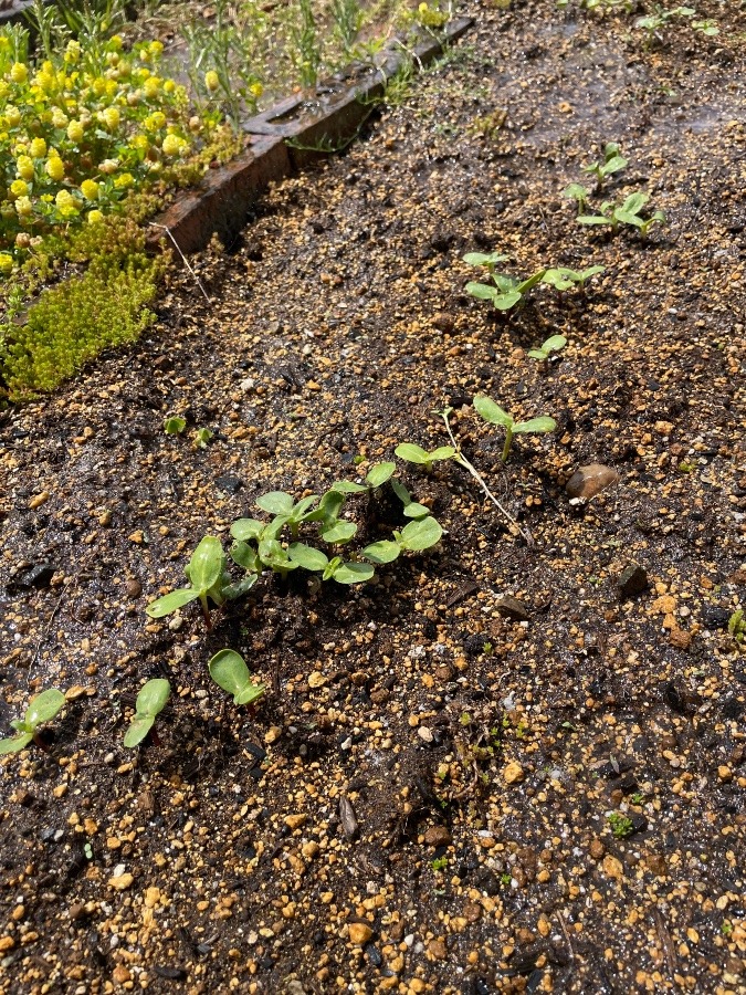 ひまわりの芽