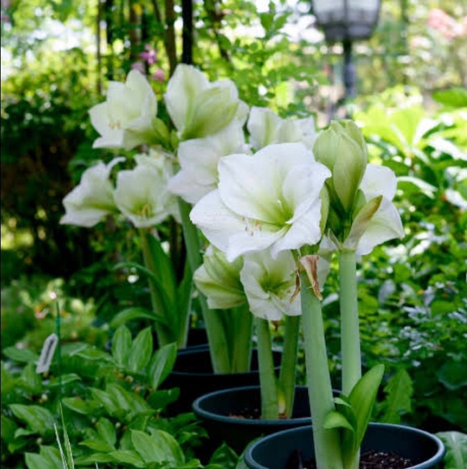 Amaryllis flower