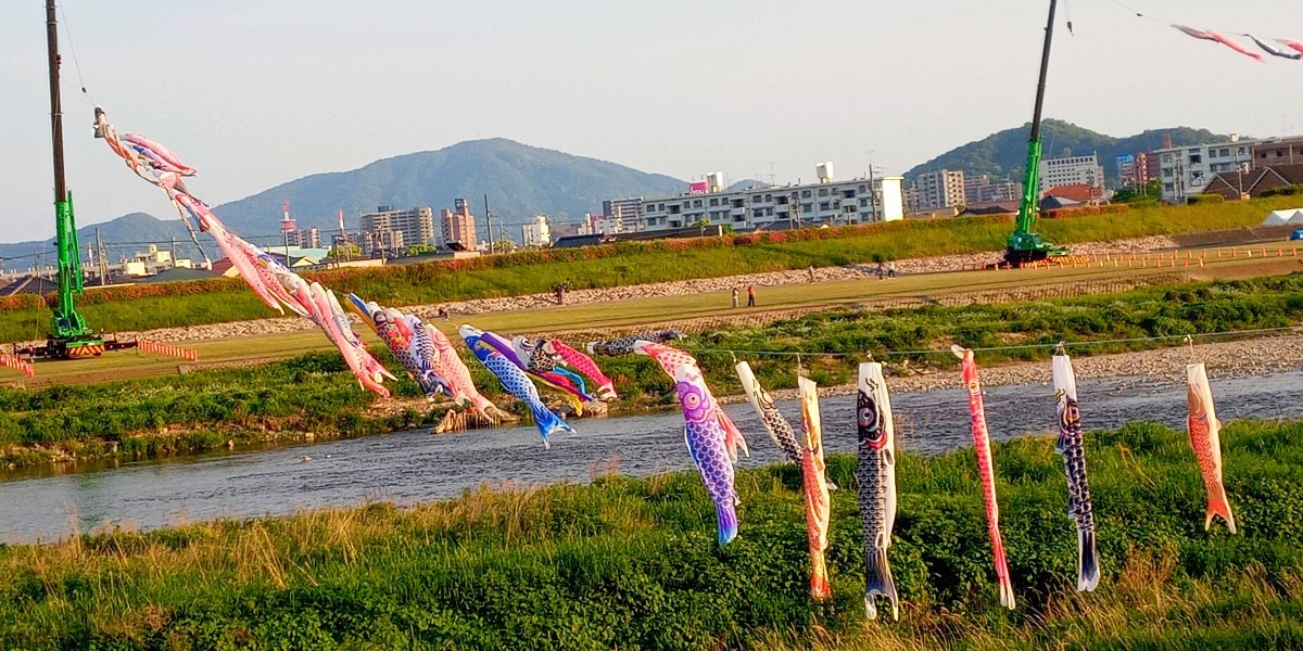 佐波川鯉わたし