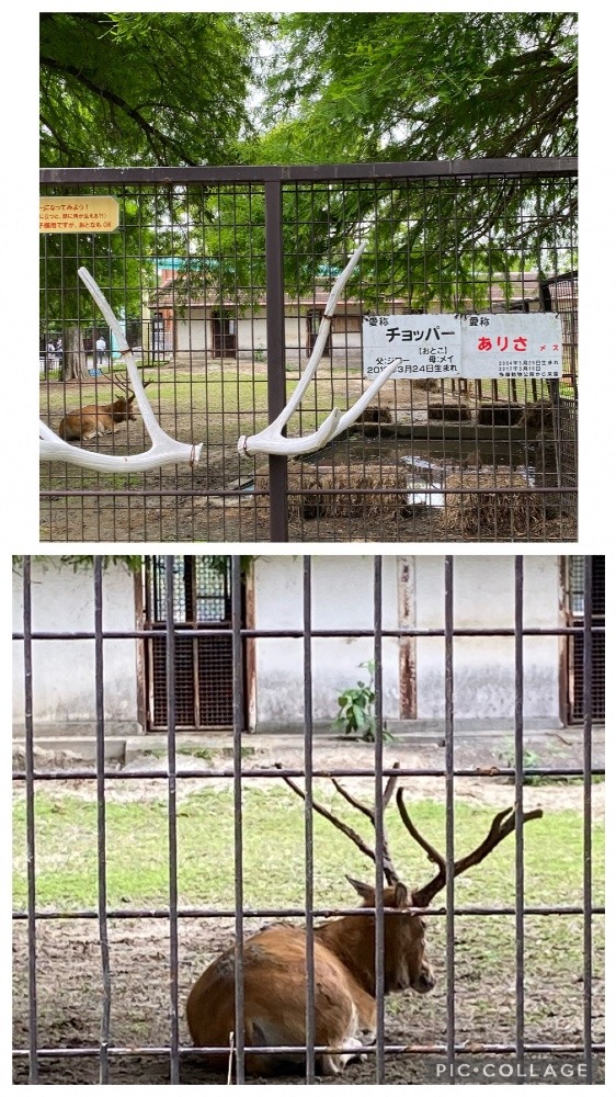 熊本市動植物園のチョッパー