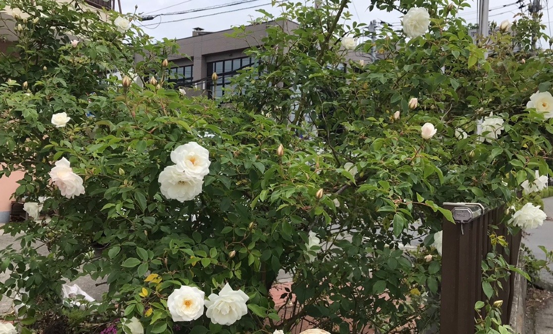 自宅の白薔薇 ⑤