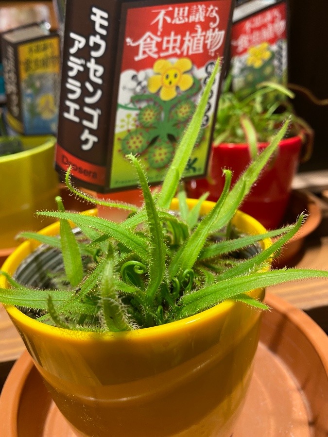 食虫植物3