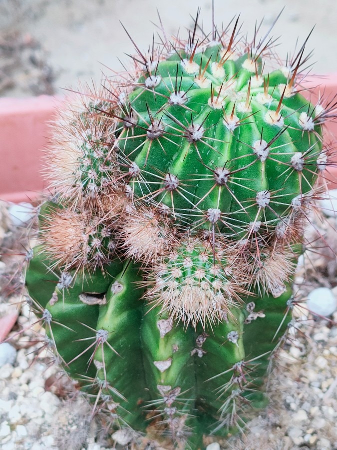 我が家のサボテン🌵