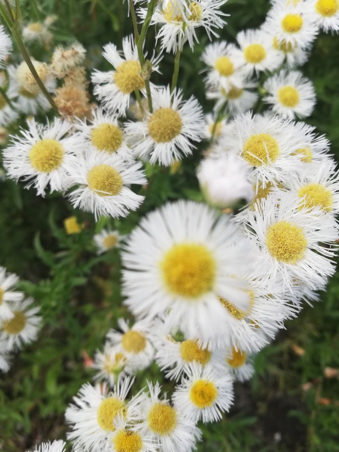 白い花🌼☘️