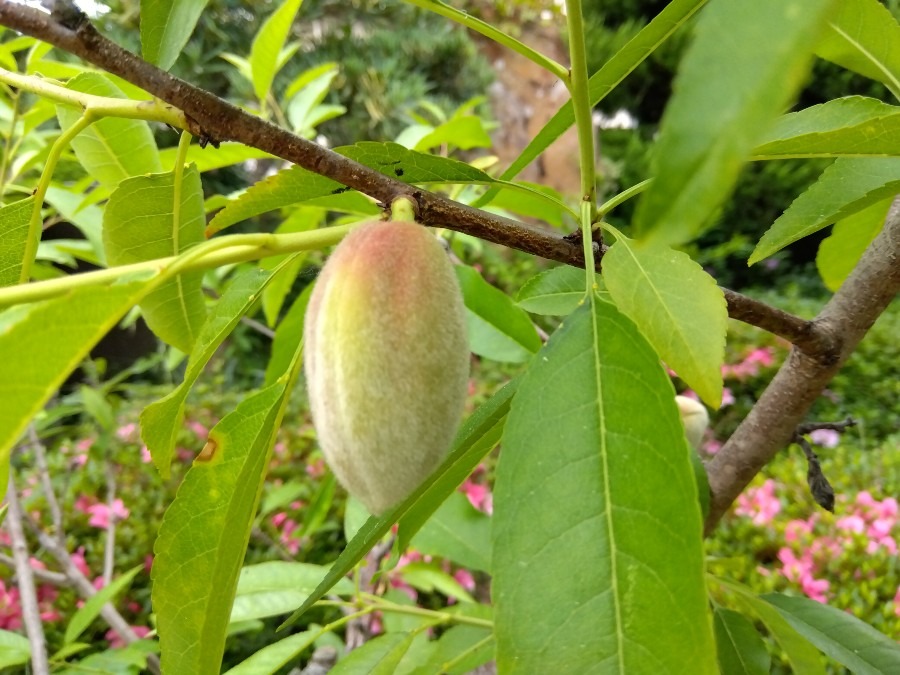 桃🍑のようなアーモンドの実💖