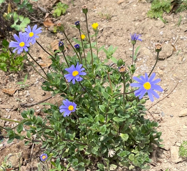 どの花見てもきれいだな〜（笑）