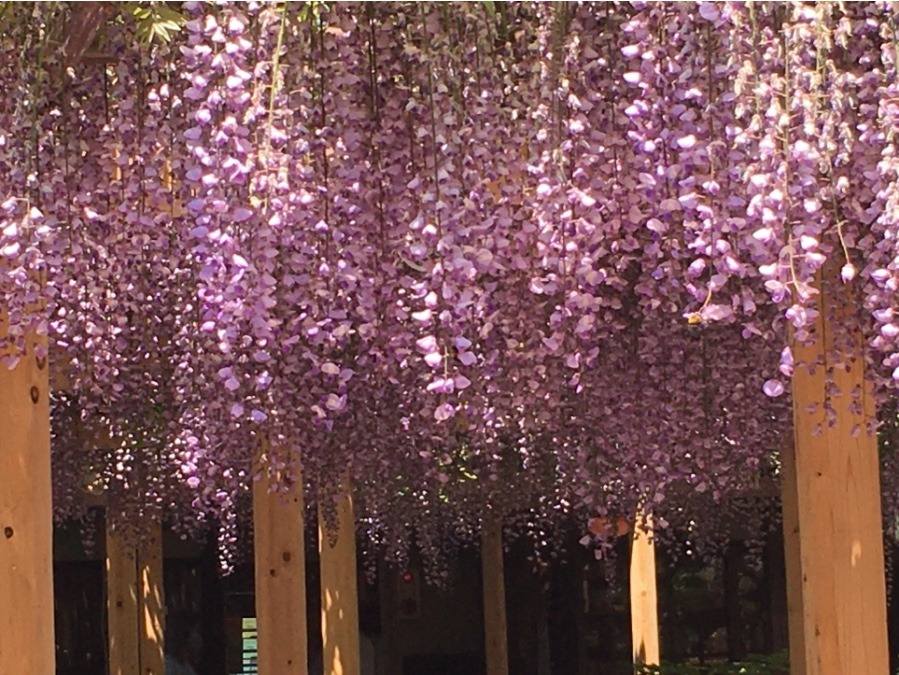 北方文化博物館🟣藤の花