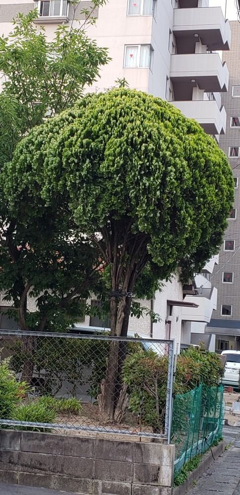 帽子をかぶった木💚