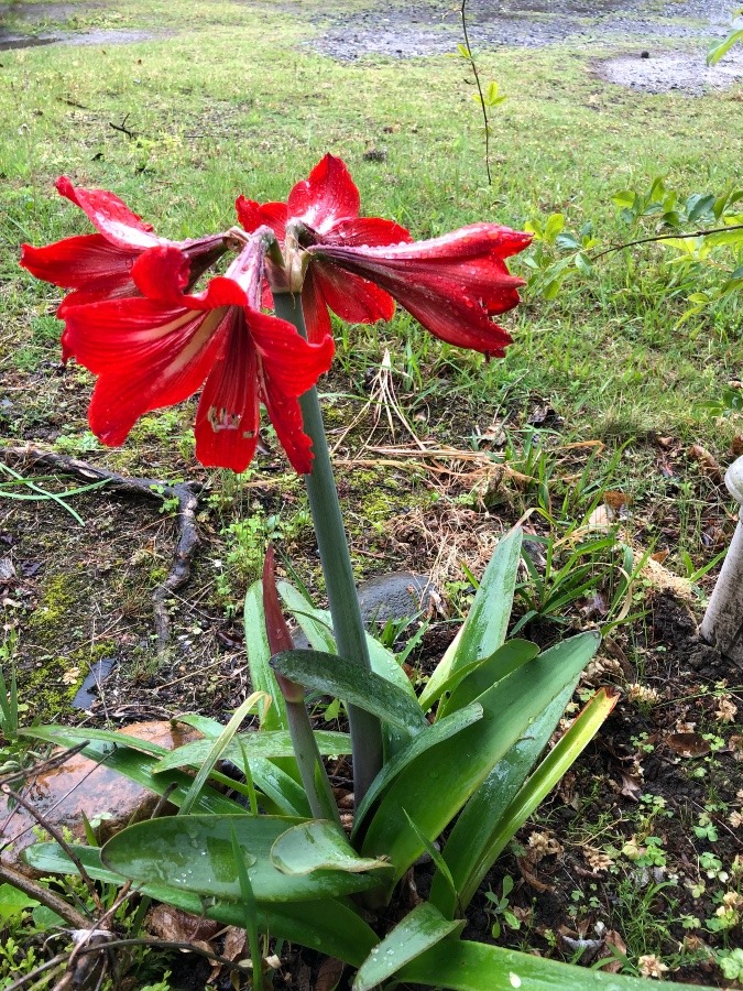 アマリリスの花