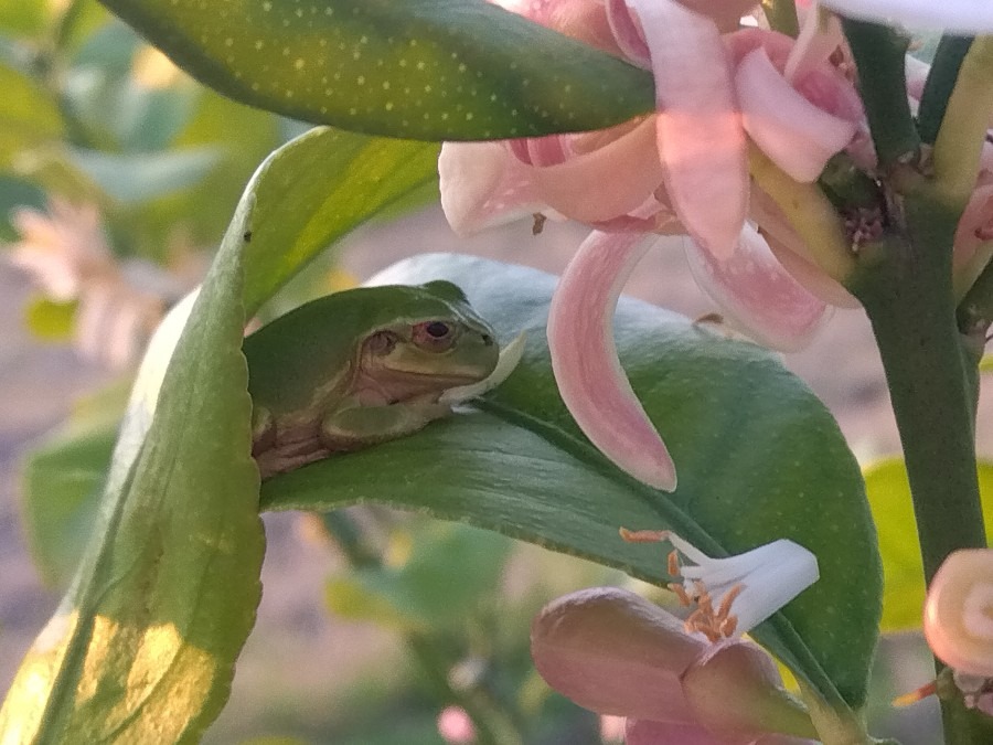 レモン🍋の花に隠れんぼカエル🐸