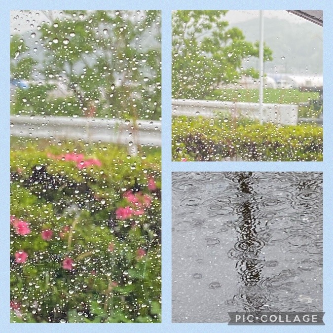 朝から雨☔️🐸