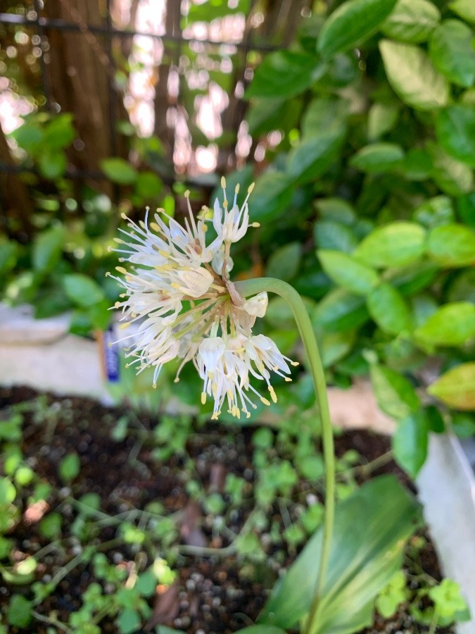 行者にんにく　花倶楽部