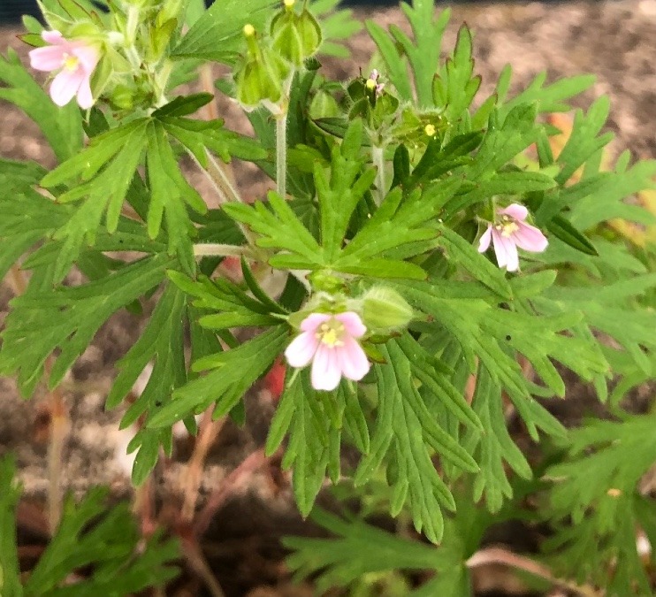 可愛い小さな花🌸