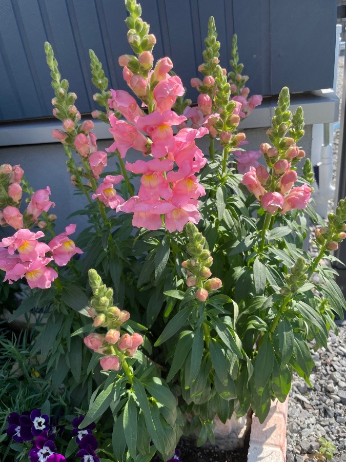 花が咲いた‼️