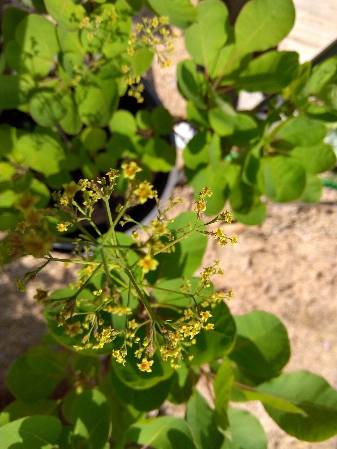 スモークツリーに花が咲いた💛