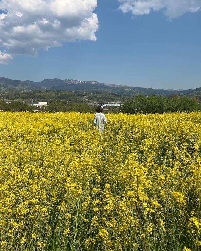 菜の花畑