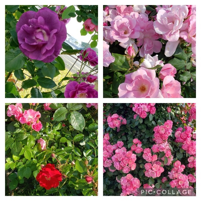 🌹宇部空港の薔薇たち🌹