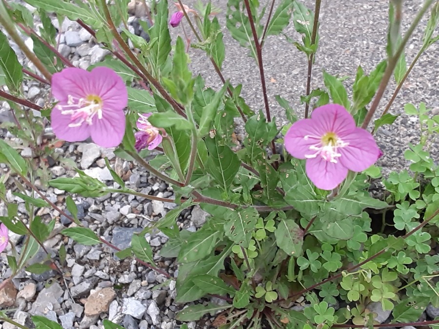 我が家の花🌻