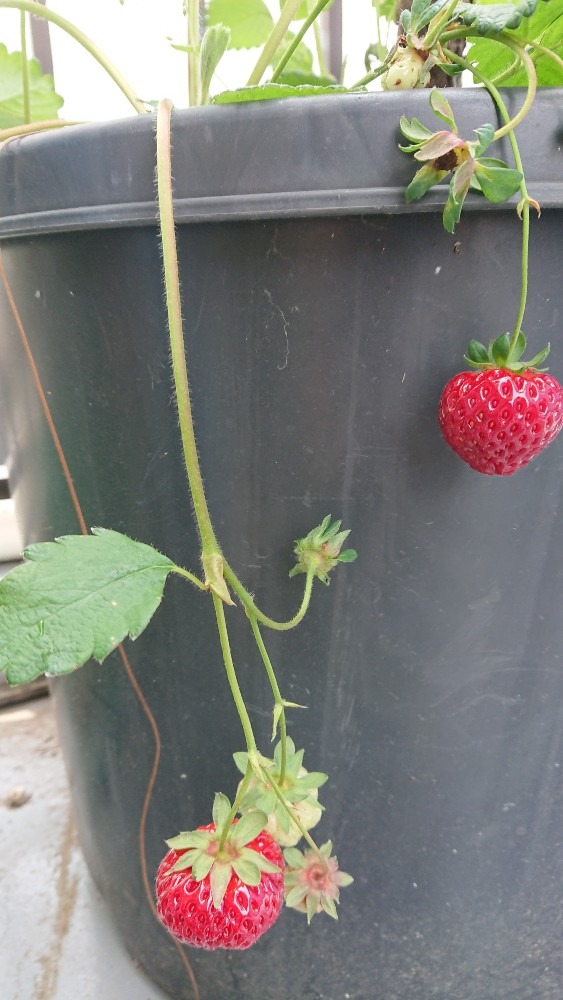 苺🍓 食べ頃です(*^^*)