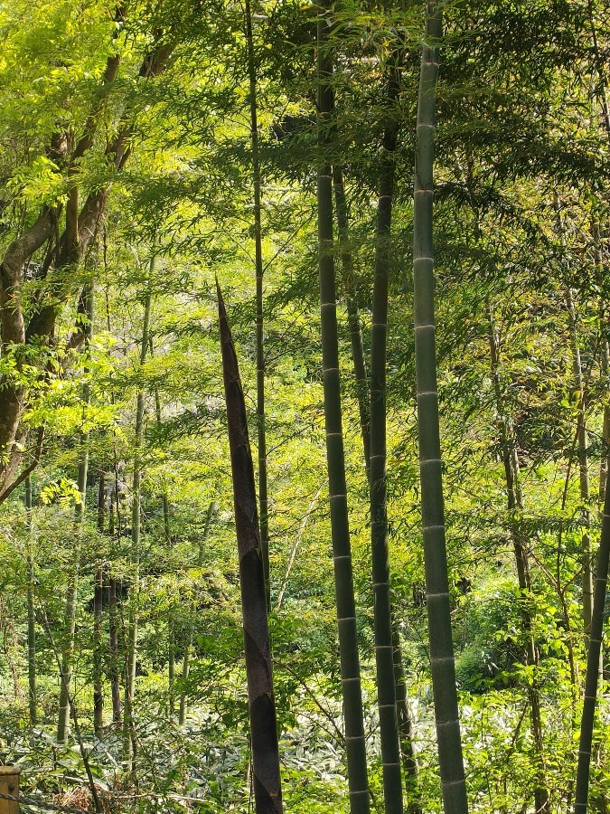 素敵な竹林