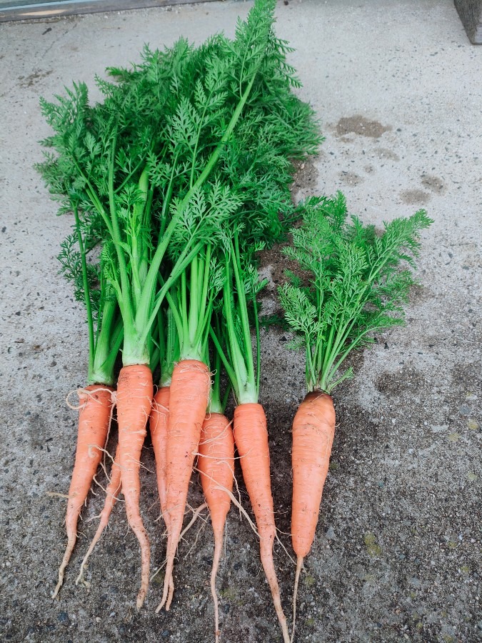 今日の収穫🥕