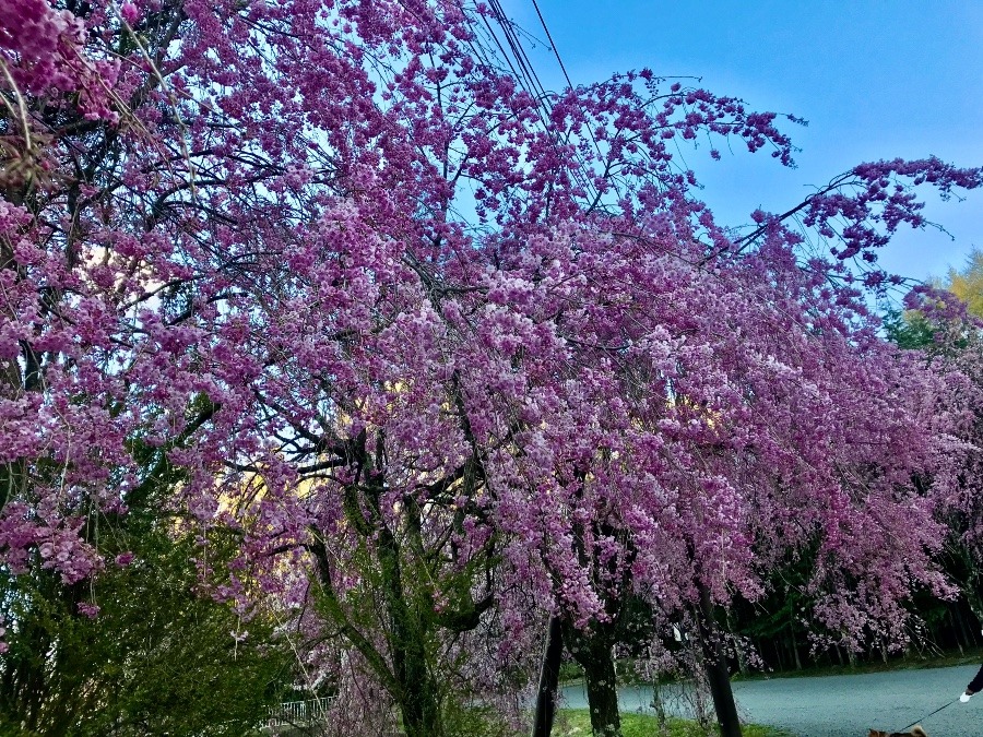 枝垂れ桜