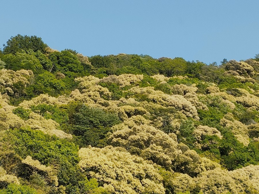 5月の山