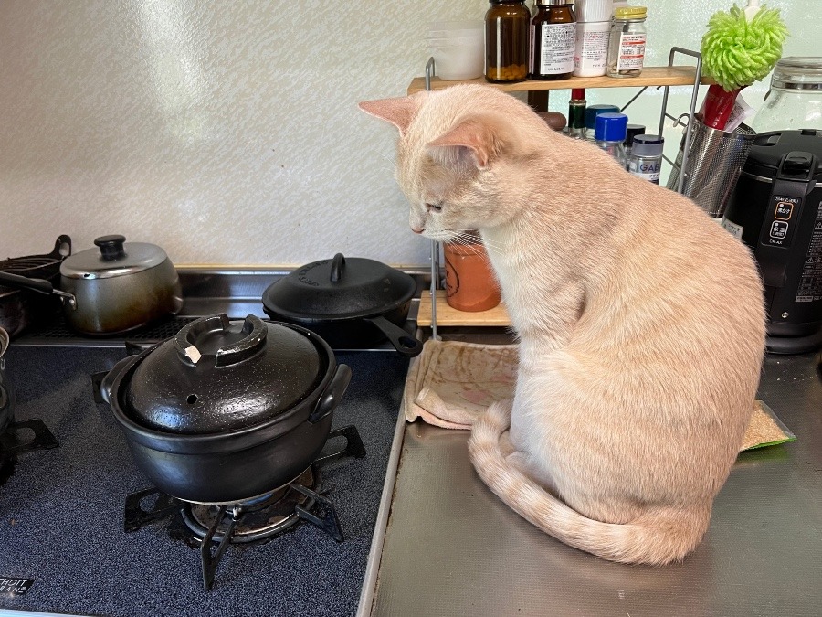 ご飯炊けたかな？