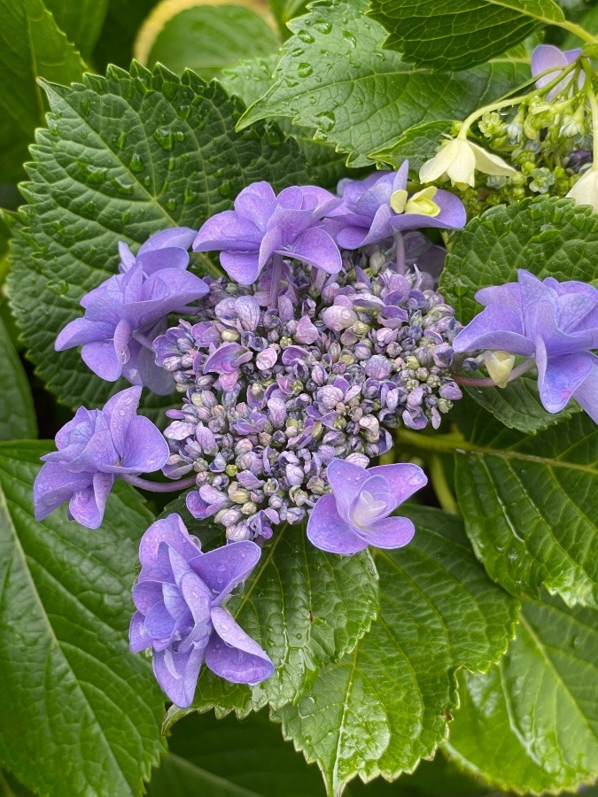 お寺の紫陽花②