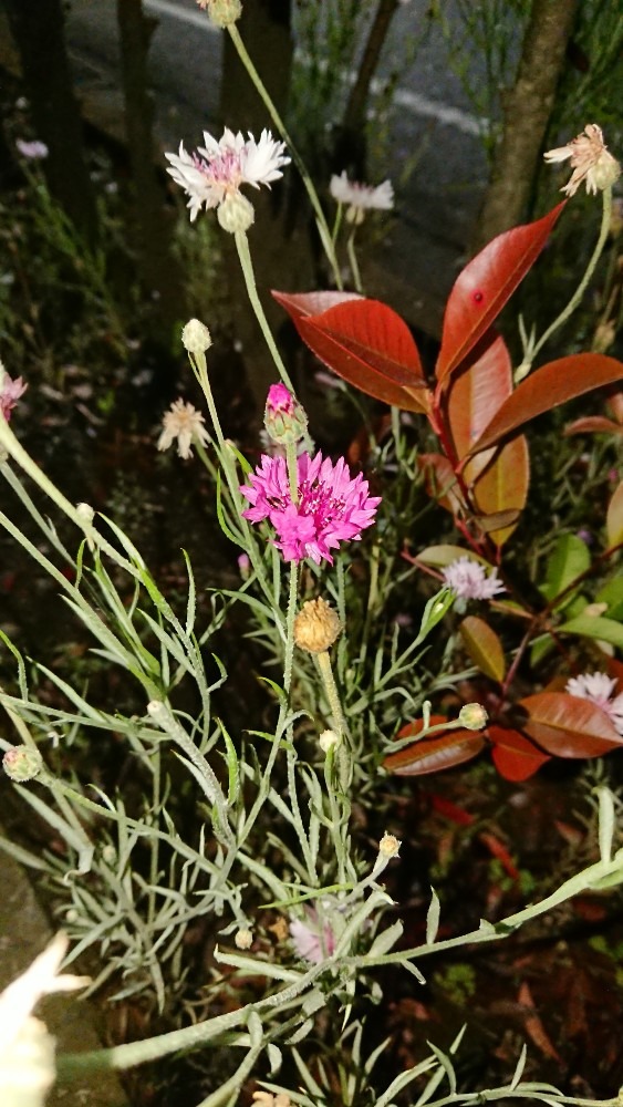 ピンクの花💠