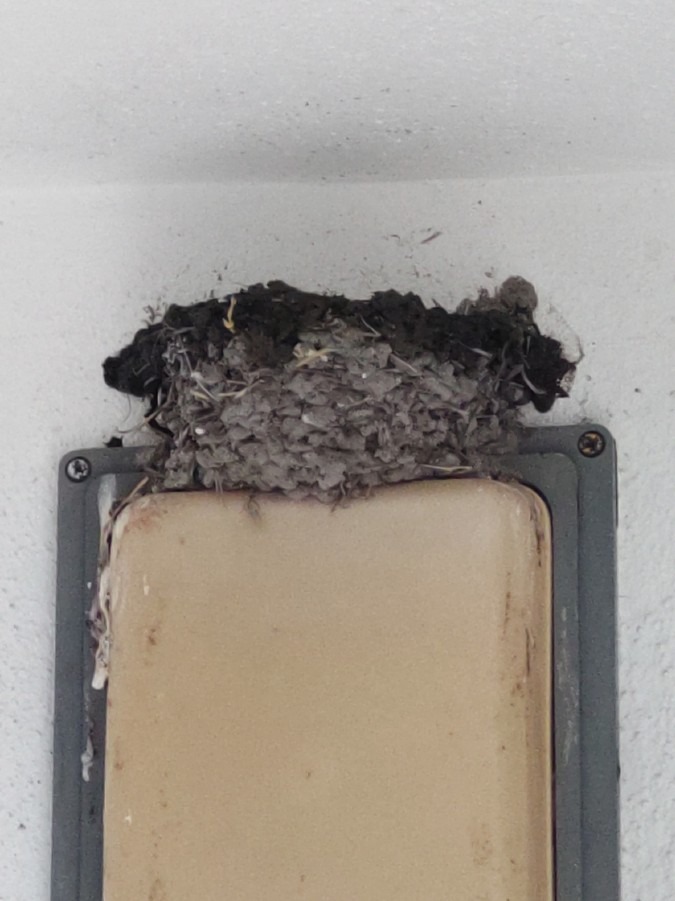 燕の巣の増築⁉