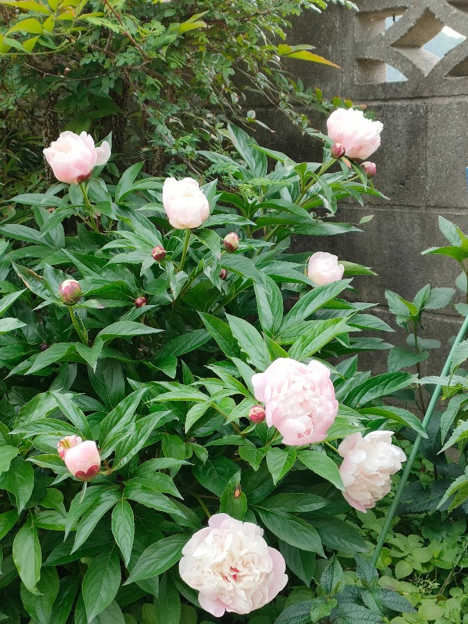 芍薬の香り
