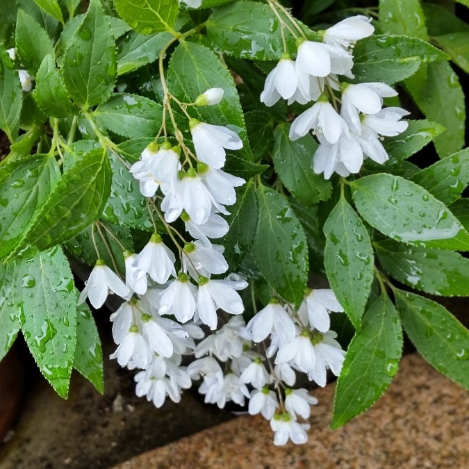 ヒメウツギ💮🌿可愛いぃ～🤗