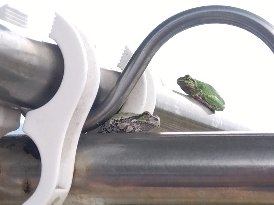 雨🌧待つ🐸