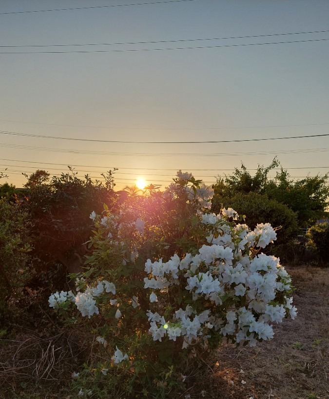 今日の夕日