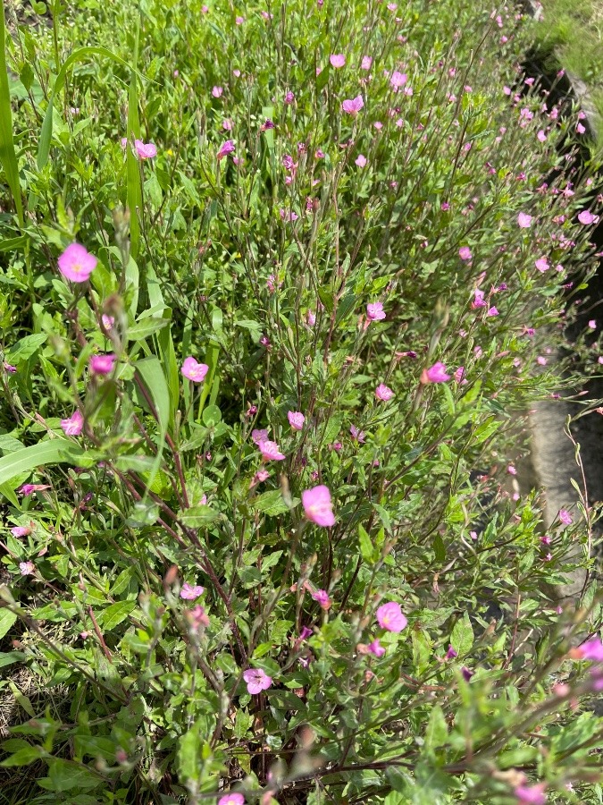 かわいい野の花