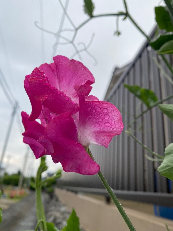 花倶楽部